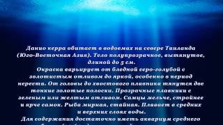 Аквариумная рыбка Данио керра