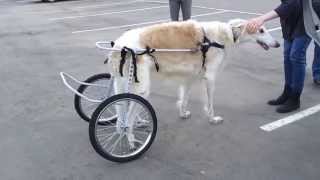 РПБ Змей Горыныч в инвалидной коляске Animal Mobile