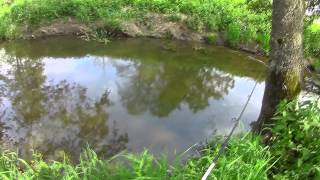 Голавль. L-minnow 33 Калининградская область, рыбалка на микроречке.