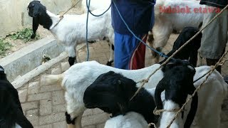 Harga kambing bakalan super di pasar kliwon