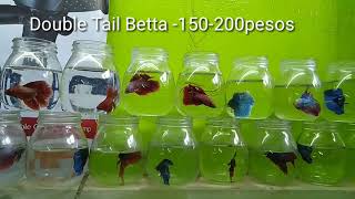 We buy Betta Fish at Cartimar (with prices)
