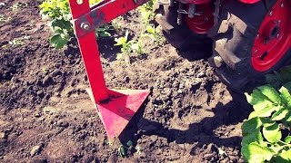 Прополка междурядий картофеля пропольником-плоскорезом. Мотоблок Салют-100