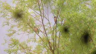 Špaček růžový, Pastor roseus, rosy starling, Nechranice  3/4