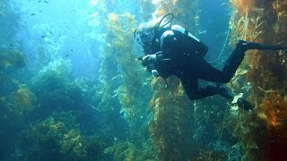 Ламинария сахаристая (морская капуста) и фукус пузырчатый добыча в Белом море 2016г.