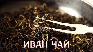 Иван чай заготовка ферментация, сушка, обжарка, приготовление