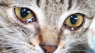 Самые трогательные видео с Животными. ДО СЛЁЗ!!! #1