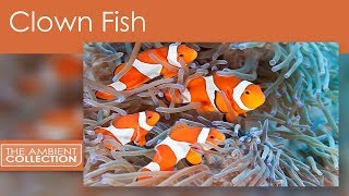 Clown Fish DVD - Tropical Reef Scenes And Nemo And Anemone Fishes