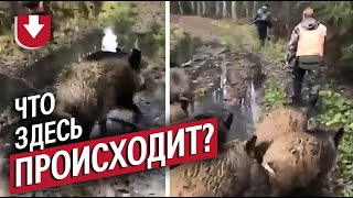 Диких кабанов «взяли в плен»