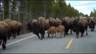Bison Running Down The Road. WATCH OUT!!!! Must Watch Video