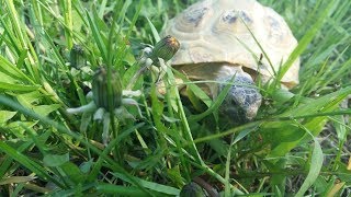 Уход за сухопутной черепахой. Идем гулять. Чем сейчас кормить сухопутную черепаху.