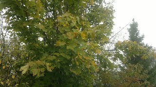 Наталия Каменева Там,где клён шумит