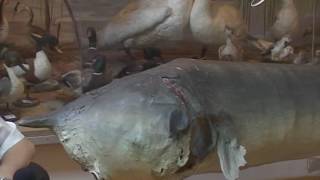 ЦАРЬ РЫБА