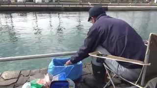 シリーズ浜名湖54 新居釣り公園 クロダイのダンゴ釣り