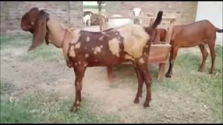 Mirpurkhas Bakri Doodh Ooper Charha Jati Hy Dr Ashraf Sahibzada