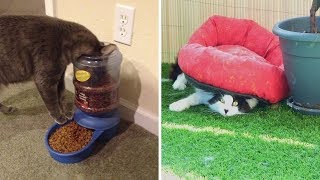 Кошачья логика, которую не дано понять человеку