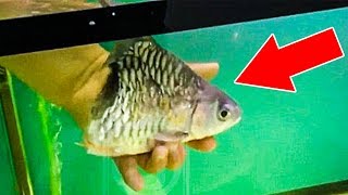 5 АНОМАЛЬНЫХ РЫБ МУТАНТОВ ЗАСНЯТЫХ НА ВИДЕО