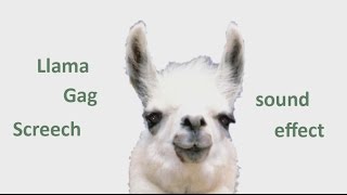 The Animal Sounds: Llama Gag Screech - Sound Effect - Animation