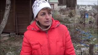 Чтобы не подмерзли зимой пионы,  флоксы и гейхеры. Подготовка  многолетних цветов осенью.
