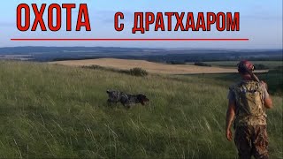 ОХОТА с ДРАТХААРОМ