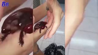 СМЕЛАЯ ДЕВУШКА ИГРАЕТСЯ С ГИГАНТСКИМ ТАРАКАНОМ
