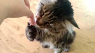 A hungry maine coon Damur eats meat. Голодный мейн кун Дамур ест мясо