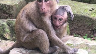 Bad mommy monkey get angry with baby and make the baby monkey hurt and crying loudly