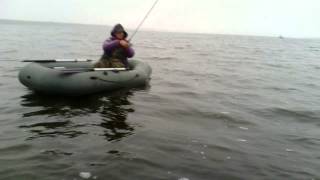 вываживание щуки на спиннинг с флюром