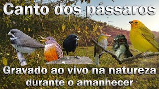 Pássaros cantando na natureza durante o amanhecer para estímulo de canto em diversas espécies!!!!!