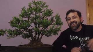 tratamiento ecológico contra hongos en bonsai (trichodermas)