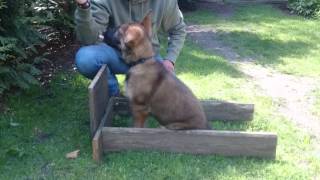 Frametraining /Futtertreiben mit  Ufo von Eicken-Bruche,  Deutscher Schäferhund Welpe