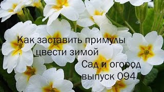 Как заставить примулы цвести зимой . Сад и город выпуск 094
