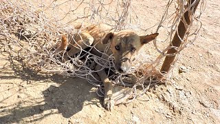 Rescue of dog tangled in soccer net