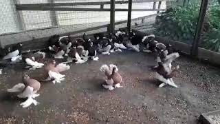 Статные голуби Пешкова Александра Ивановича.Stately pigeons of Russia