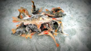 Окунь на безмотылку зимой! Рыбалка в декабре в Новосибирске, отличный клёв!