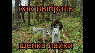 Как выбрать щенка лайки.