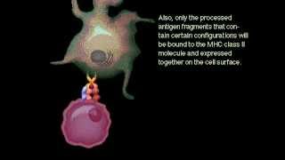 Antigen presenting cells, Rate My Science