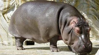 Шахматы. Система БЕГЕМОТ (защита Уйтелки) - коварное оружие в руках чёрных!
