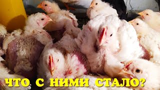 Инфракрасный обогреватель или конвектор В КУРЯТНИКЕ - не нужно спорить!