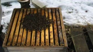 Зимовка бакфаст в Беларуси.