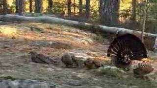 tiurleik 2008 del 2(Capercaillie display part 2)