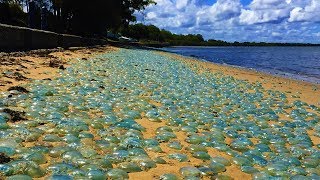 На пляжи Одессы море выкинуло сотни мертвых медуз