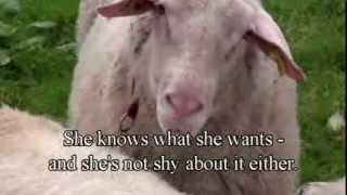 Huge Ram Mating Milk Sheep