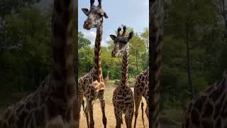 Home Safari ZooFari Edition – Giraffe – Cincinnati Zoo