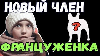 новый член семьи французский бульдог питомник кларидж