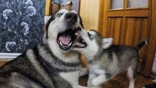 ЩЕНОК ПРОКУСИЛ ЯЗЫК ПАПЕ МАЛАМУТУ | настоящие собачьи бои