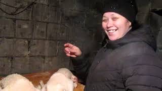 В деревне Забой Гусей. Внимание (+18) !!!! Slaughtering of geese in the village. Attention (+18) !!!
