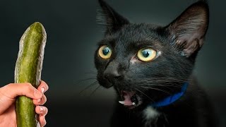 Смешные Кошки боятся огурцов - Часть 2 - Кошки Против Огурцов - Кошки в Шоке - Смешные Кошки 2017