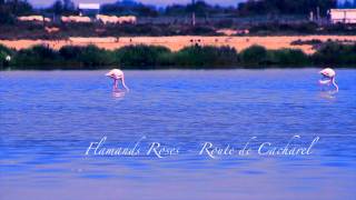 Saintes-Maries-De-La-Mer - Flamands roses - Mas de la Fouque