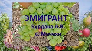 Виноград 2019  Виноград Эмигрант  Новый виноград