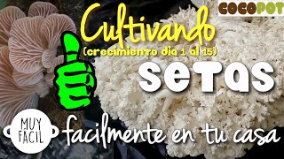 Setas caseras Cultivar setas en casa fácil natural ecológico Review cuidados alpaca setas día 1 a 15
